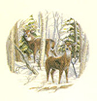 Deer Pair